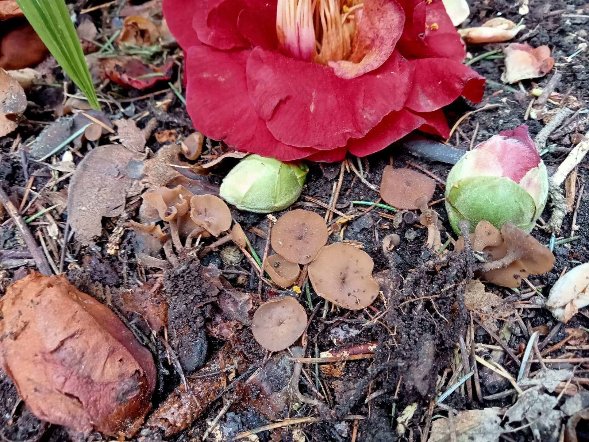 Ciborinia camelliae, 24-02-21 (1)